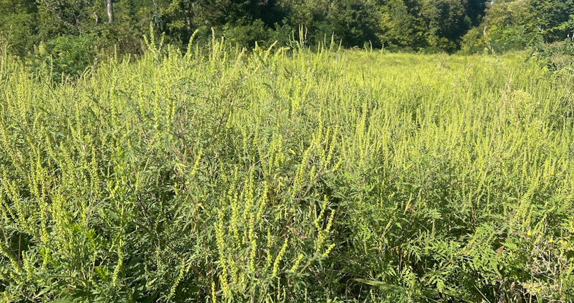 ragweed